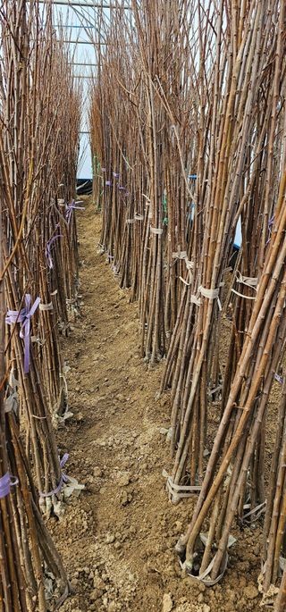 뿌리묘목농원님의 작성글 사진