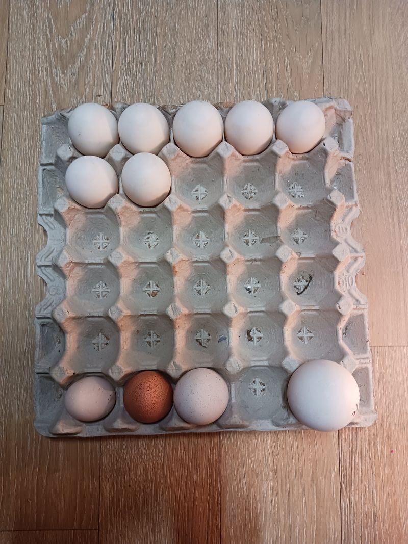 상민님의 장터 판매 상품 [거위.칠면조. 알 팝니다] 첨부 사진