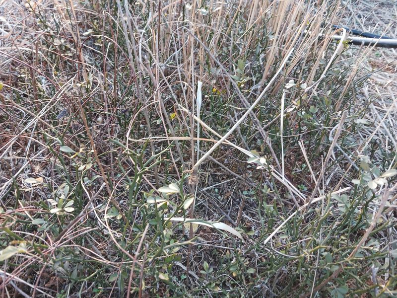 상민님의 장터 판매 상품 [탱자나무 묘목 팝니다] 첨부 사진