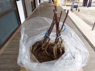 유병욱님의 기타작물 · 영농일지 작성글 사진