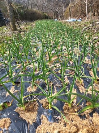 초보농 유경님의 마늘 · 비료•농약 작성글 사진