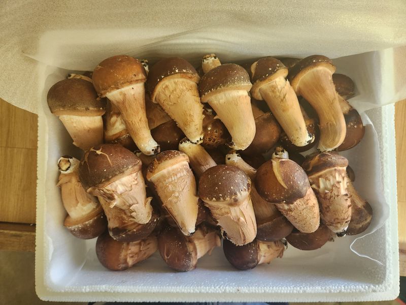 장터 상품 [참송이버섯 선물용(중품 1kg)] 썸네일