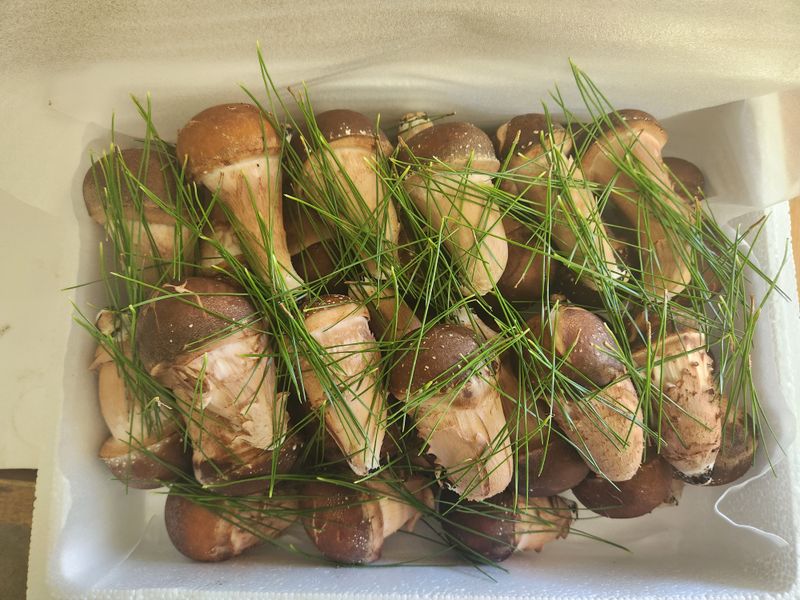 박광희님의 장터 판매 상품 [참송이버섯 선물용(중품 1kg)] 첨부 사진