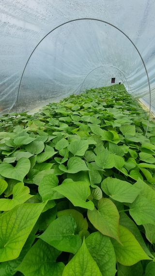 김동수님의 고구마 · 자유게시판 작성글 사진