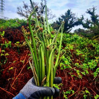 제주부자팜님의 자유주제 · 자유게시판 작성글 사진
