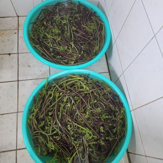 제주부자팜님의 자유주제 · 자유게시판 작성글 사진