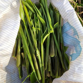 제주부자팜님의 자유주제 · 자유게시판 작성글 사진