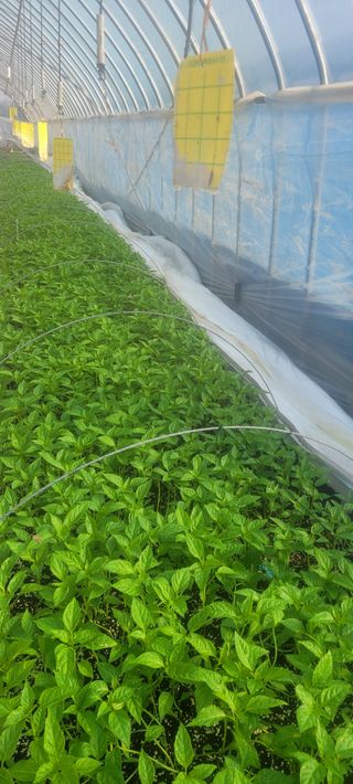 이동훈님의 고추 · 파종•정식 작성글 사진