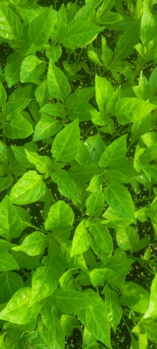 이동훈님의 고추 · 파종•정식 작성글 사진