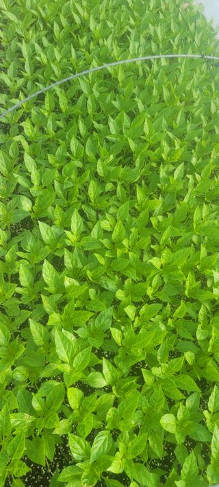 이동훈님의 고추 · 파종•정식 작성글 사진