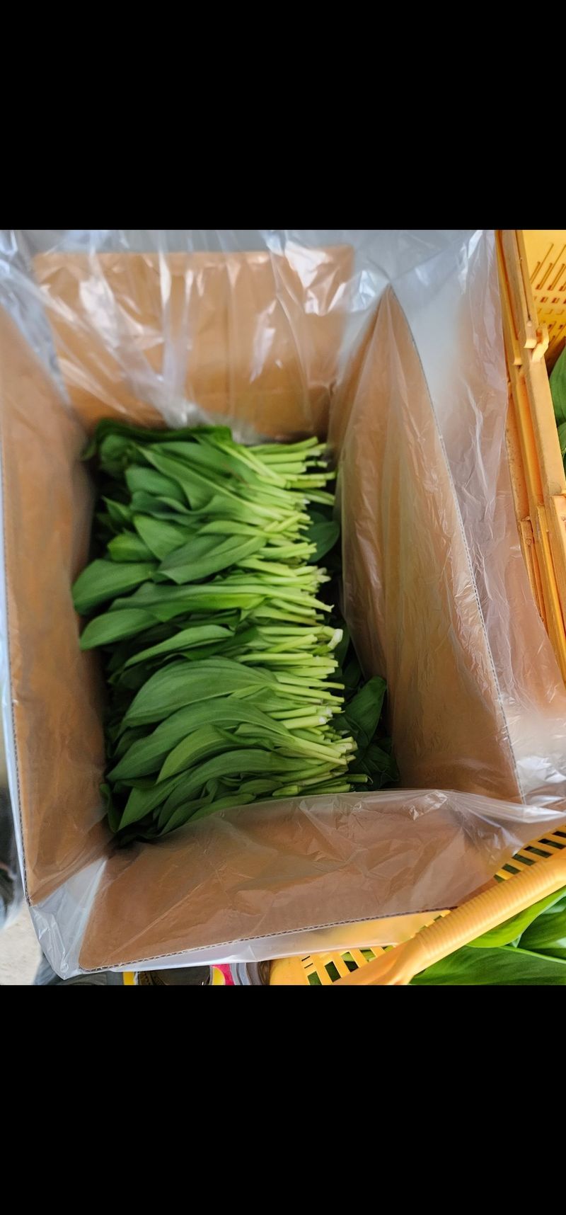 차현석님의 장터 판매 상품 [무농약 친환경 명이나물 사전예약 진행합니다!!!] 첨부 사진