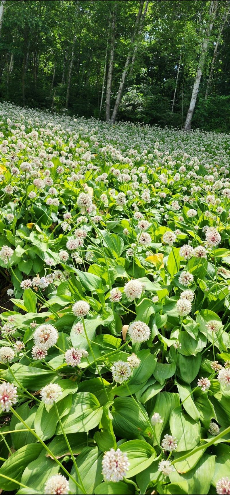 차현석님의 장터 판매 상품 [무농약 친환경 명이나물 사전예약 진행합니다!!!] 첨부 사진