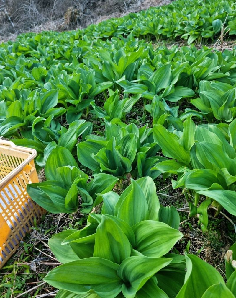차현석님의 장터 판매 상품 [무농약 친환경 명이나물 사전예약 진행합니다!!!] 첨부 사진