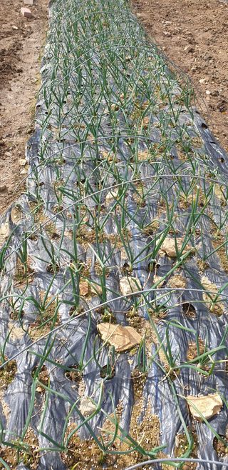 밤가시 여주농장님의 자유주제 · 자유게시판 작성글 사진