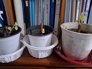 자미농원~김미자님의 고구마 · 자유게시판 작성글 사진