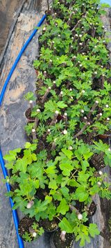 팜모닝 자유주제·자유게시판 게시글 이미지