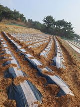 팜모닝 감자·자유게시판 게시글 이미지