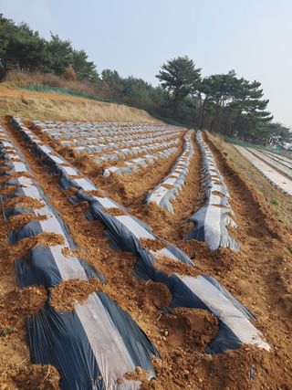 박태현님의 감자 · 자유게시판 작성글 사진