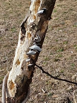 무료지식나눔 팜닥터님의 버섯 · 일상 작성글 사진