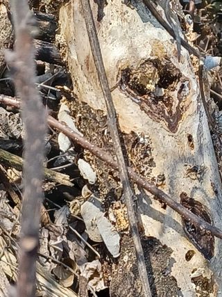 무료지식나눔 팜닥터님의 버섯 · 일상 작성글 사진