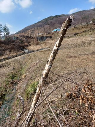 무료지식나눔 팜닥터님의 버섯 · 일상 작성글 사진