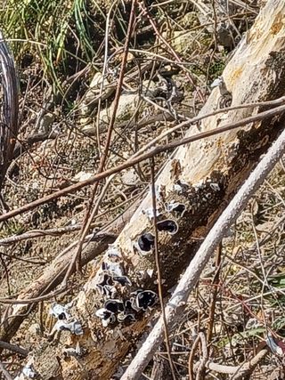 무료지식나눔 팜닥터님의 버섯 · 일상 작성글 사진