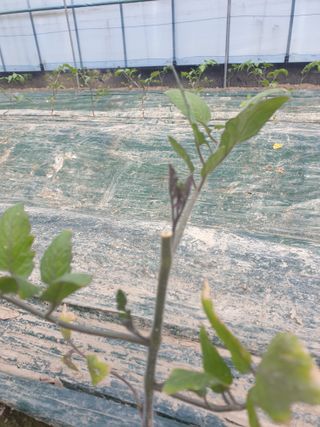 백산농장님의 토마토 · 파종•정식 작성글 사진