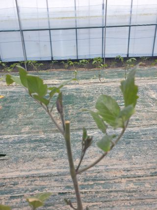 백산농장님의 토마토 · 파종•정식 작성글 사진