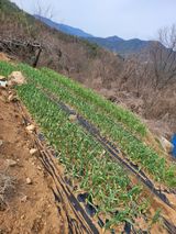 팜모닝 마늘·일상 게시글 이미지