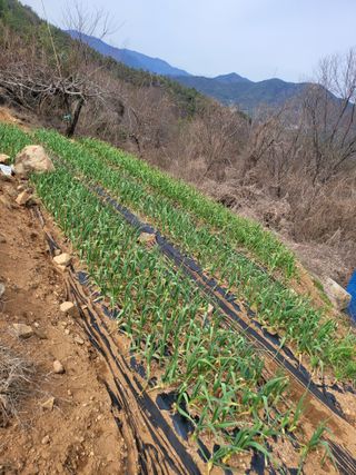 사과농사님의 마늘 · 일상 작성글 사진