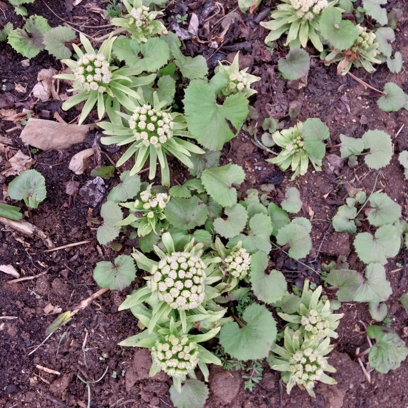 장터 상품 [머위뿌리] 썸네일