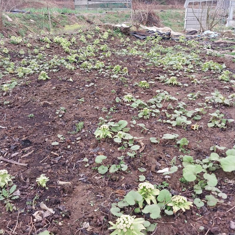 아로대추님의 장터 판매 상품 [머위뿌리] 첨부 사진