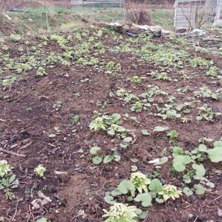 아로대추님의 작성글 사진