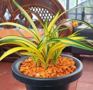 야산 양 형근님의 자유주제 · 자유게시판 작성글 사진