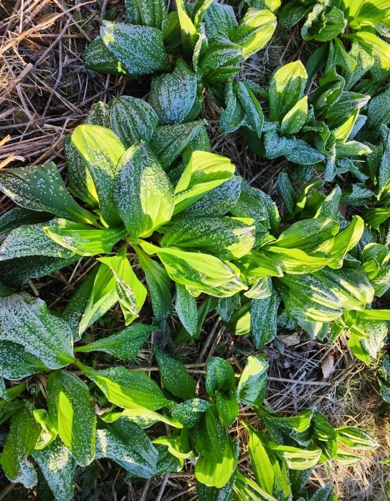 장터 상품 [2024 명이나물 사전예약 진행합니다🌿🌿] 썸네일