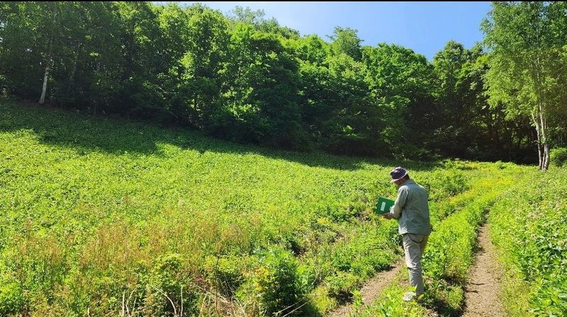 차현석님의 장터 판매 상품 [2024 명이나물 사전예약 진행합니다🌿🌿] 첨부 사진