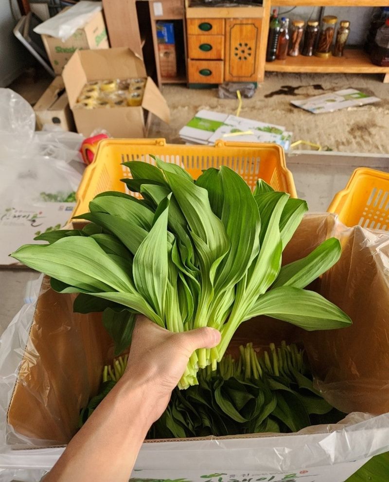 차현석님의 장터 판매 상품 [2024 명이나물 사전예약 진행합니다🌿🌿] 첨부 사진