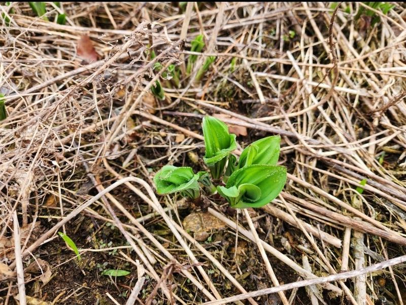 차현석님의 장터 판매 상품 [2024 명이나물 사전예약 진행합니다🌿🌿] 첨부 사진