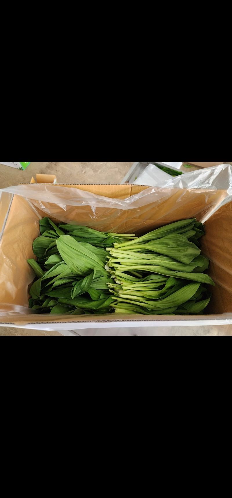 차현석님의 장터 판매 상품 [2024 명이나물 사전예약 진행합니다🌿🌿] 첨부 사진