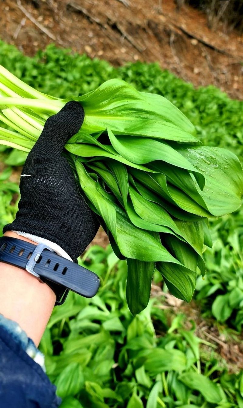 차현석님의 장터 판매 상품 [2024 명이나물 사전예약 진행합니다🌿🌿] 첨부 사진