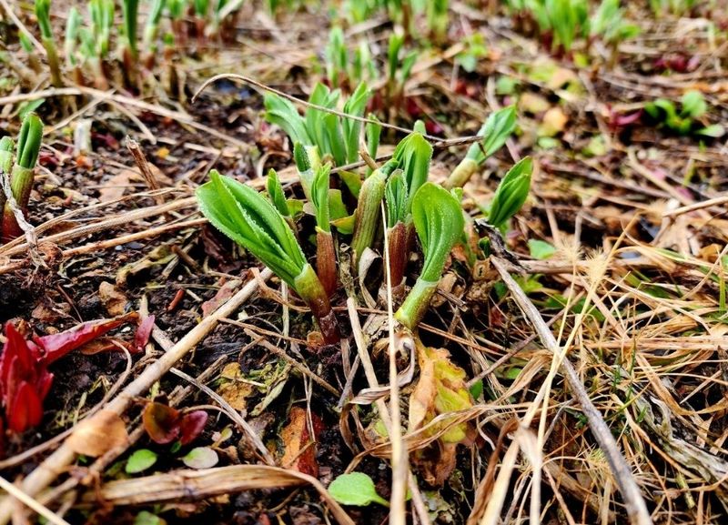 차현석님의 장터 판매 상품 [2024 명이나물 사전예약 진행합니다🌿🌿] 첨부 사진