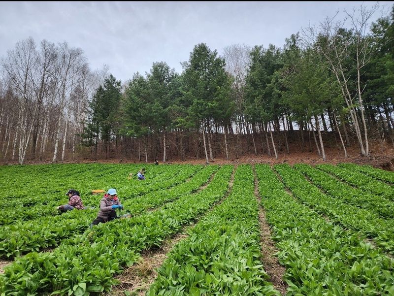 차현석님의 장터 판매 상품 [2024 명이나물 사전예약 진행합니다🌿🌿] 첨부 사진