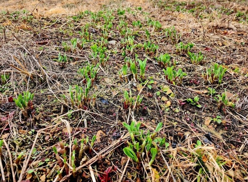 차현석님의 장터 판매 상품 [2024 명이나물 사전예약 진행합니다🌿🌿] 첨부 사진
