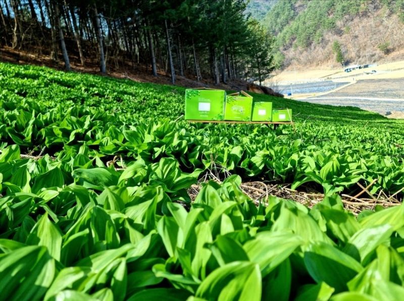 차현석님의 장터 판매 상품 [2024 명이나물 사전예약 진행합니다🌿🌿] 첨부 사진