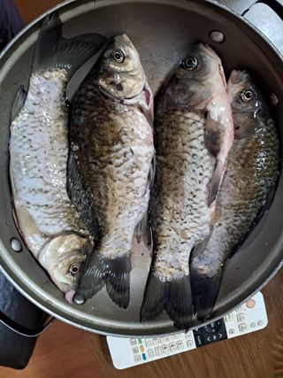 별빛농장지기님의 복숭아 · 자유게시판 작성글 사진