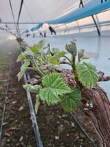 팜모닝 포도·자유게시판 게시글 이미지