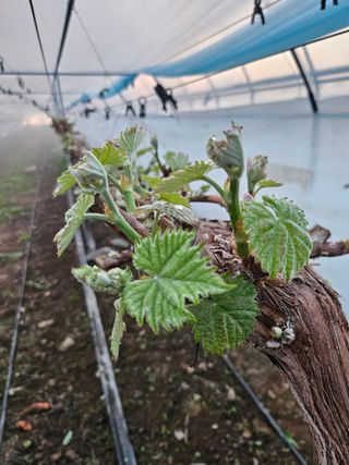 최지훈님의 포도 · 자유게시판 작성글 사진