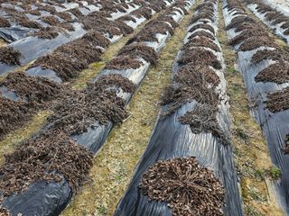 단삼님의 자유주제 · 자유게시판 작성글 사진