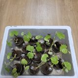 팜모닝 자유주제·자유게시판 게시글 이미지