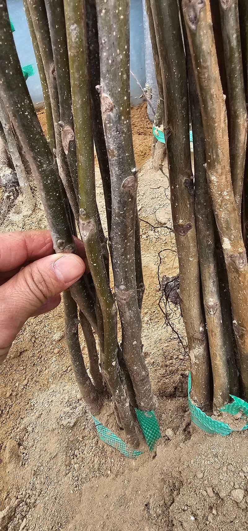 뿌리묘목농원님의 장터 판매 상품 [상촌호두나무삽목 3년생] 첨부 사진